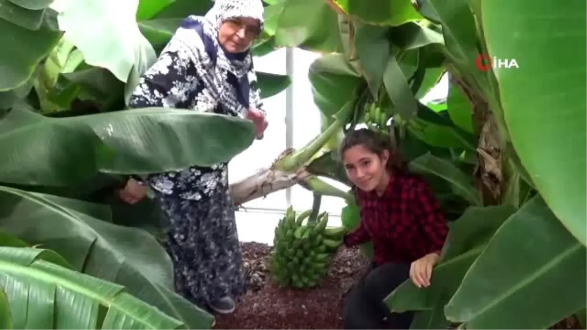 Kazdağı eteklerinde ilk kez ticari ürün olarak muz yetiştirildi