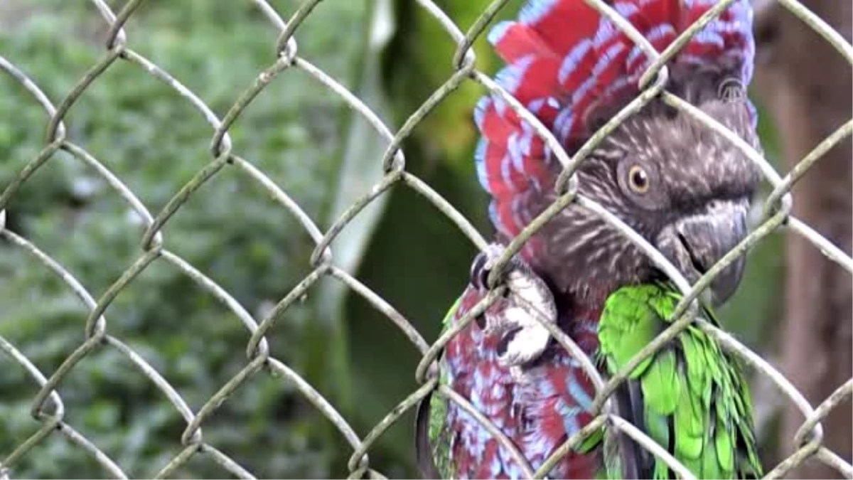 Kolombiya\'da kaçakçılıktan kurtarılan hayvanlar - SAN