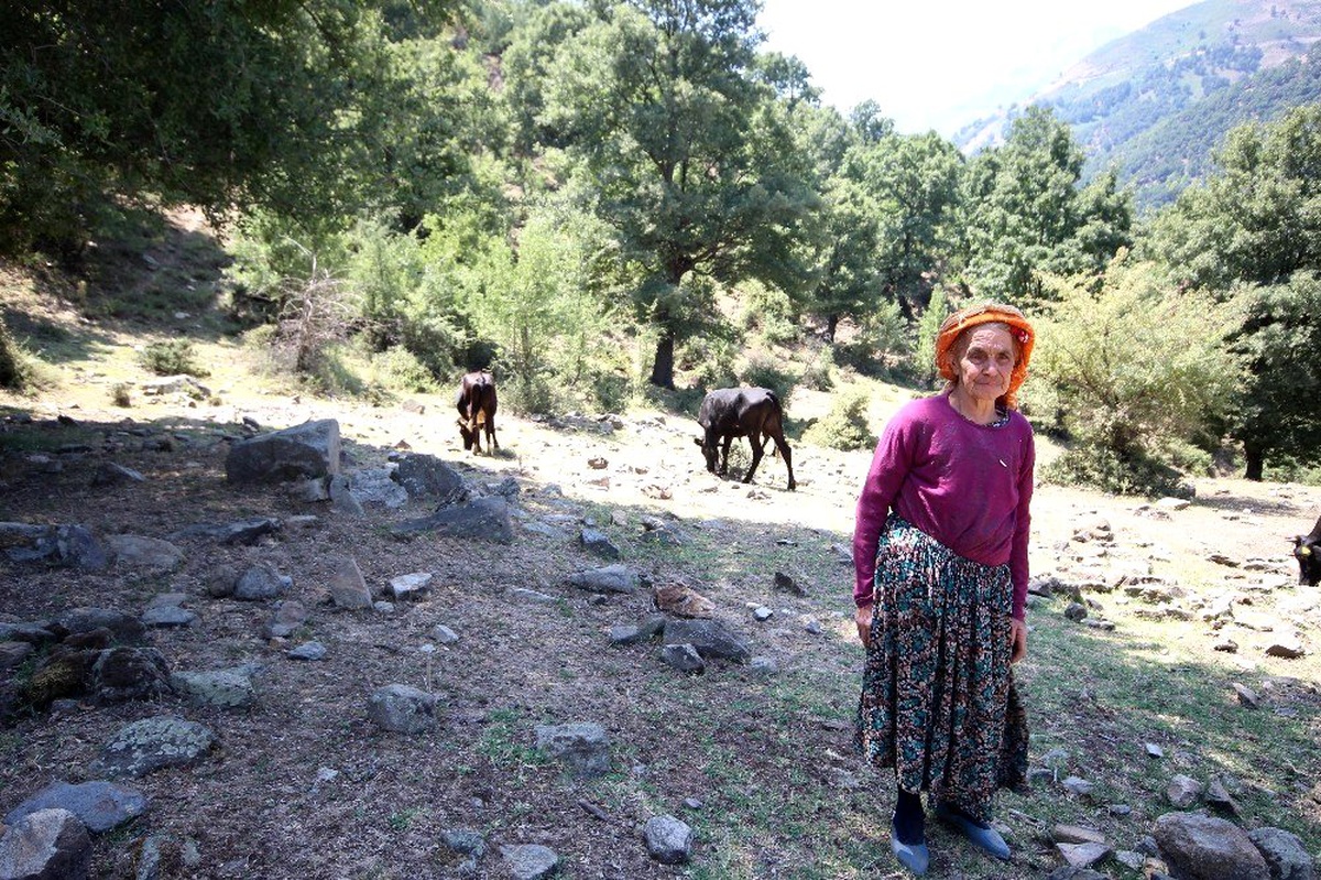 (Özel) Çaresizliğin yüzü olan Sabiha nine kurbanlık satacak