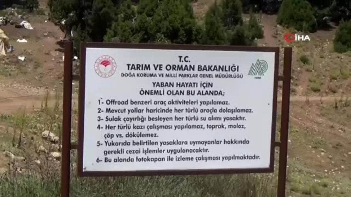 Rana Tavansensis kurbağası için Denizli\'de seferberlik ilan edildi