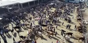 Şanlıurfa'da yetiştirilen kurbanlıklara yoğun ilgi