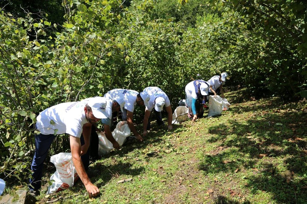 Sigortalı fındık işçileri bahçede