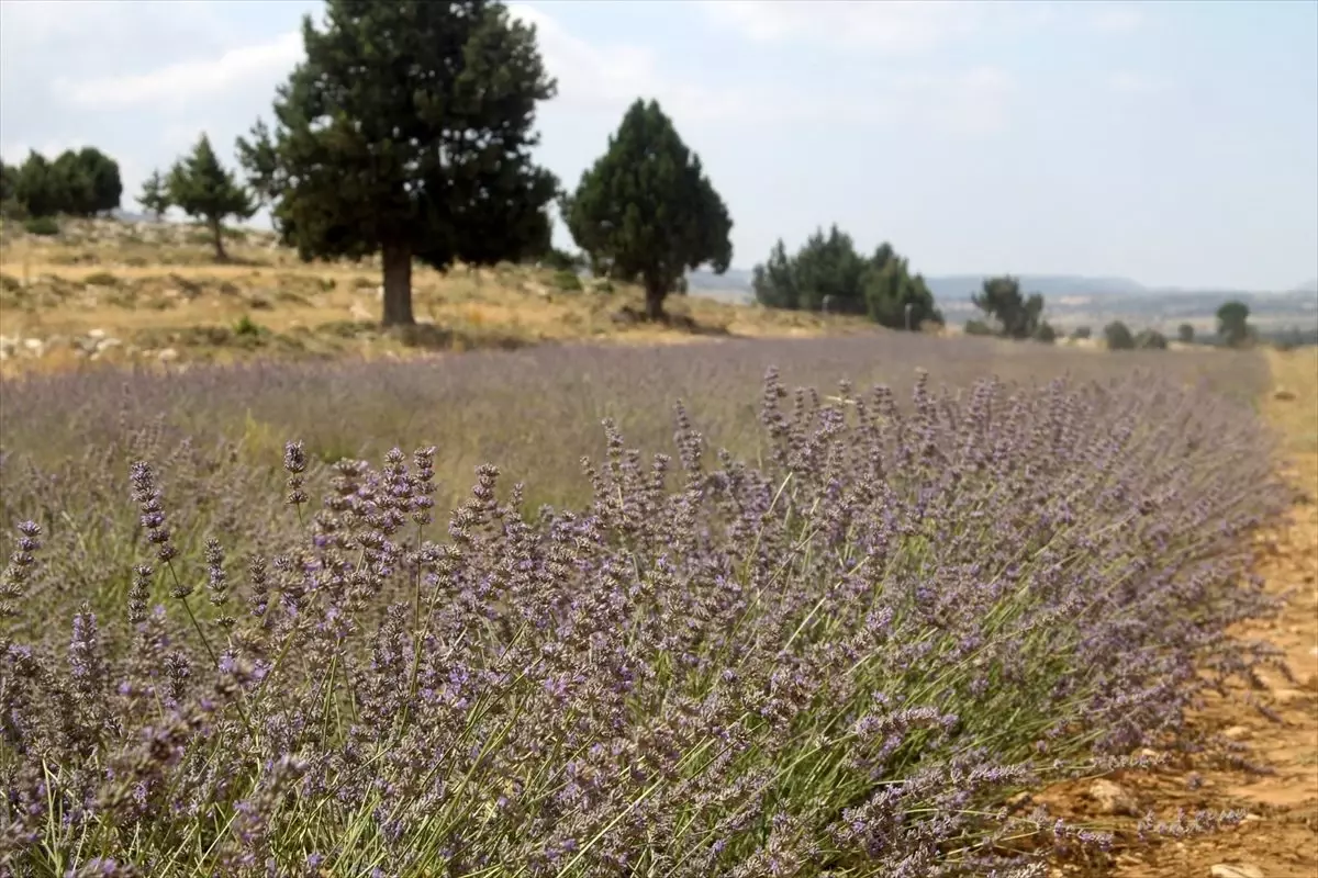 Silifke\'de lavanta hasadı