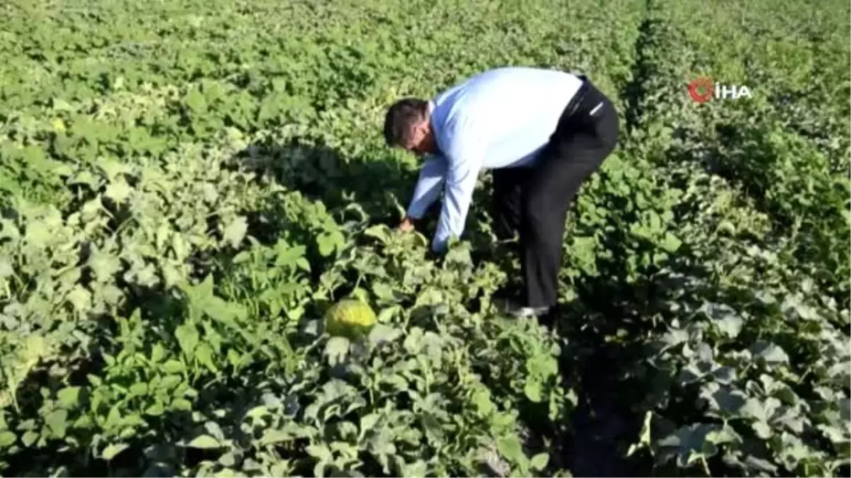 Tüketiciye sahte Kırkağaç kavunu uyarısı