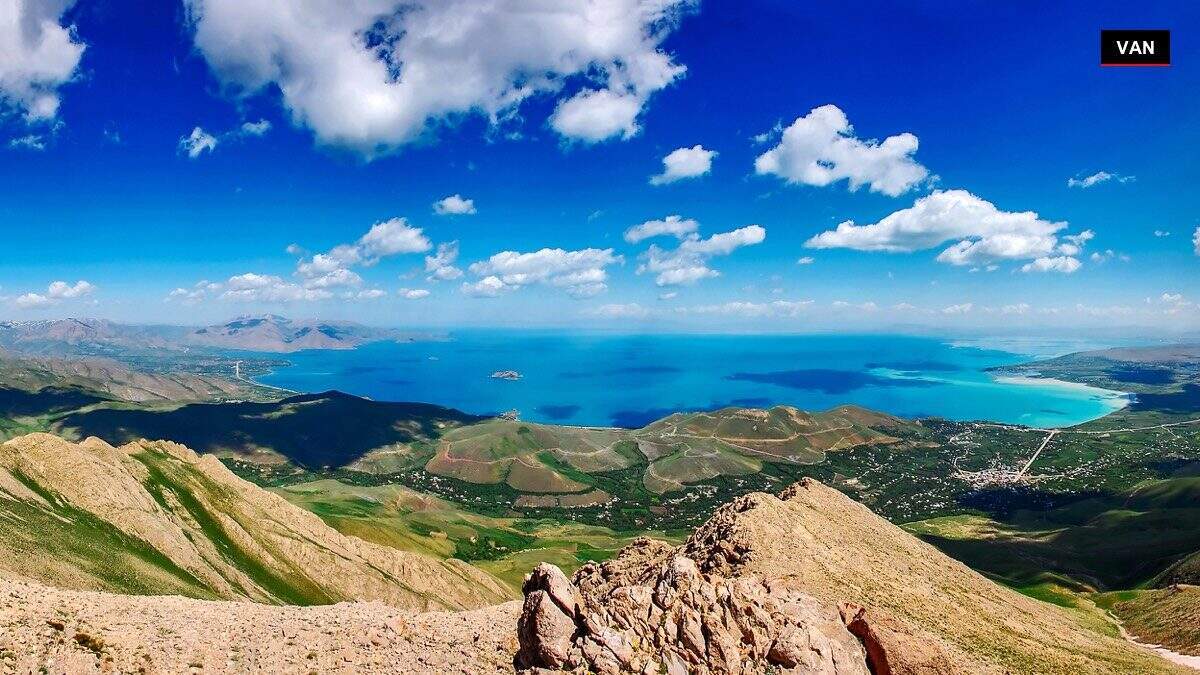 Van\'ın "Nazlı" kedisi 10 yavru doğurdu