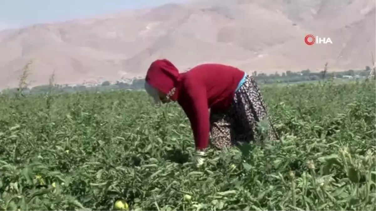 Vanlı çiftçilerin ürünleri değer buldu