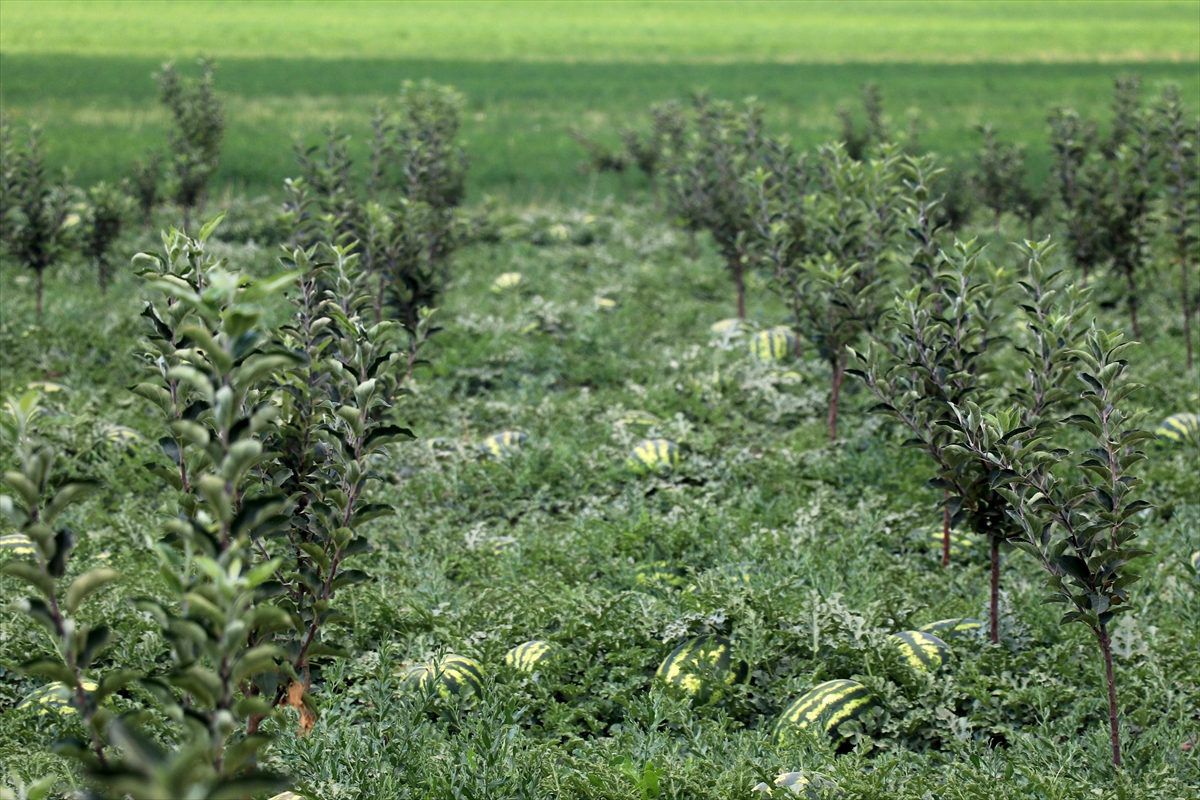 Atıl durumdaki araziden 600 ton karpuz hasat edilecek