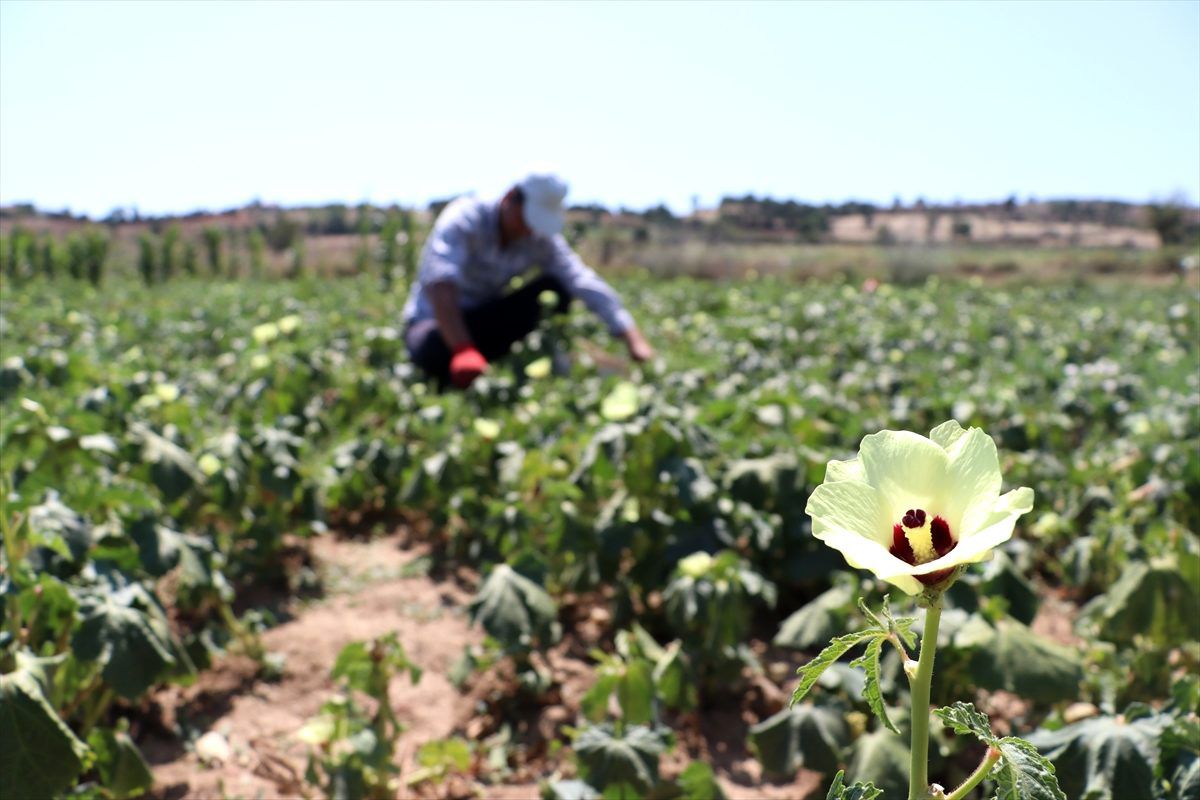 Balıkesir bamyasında 2 bin 250 ton rekolte bekleniyor