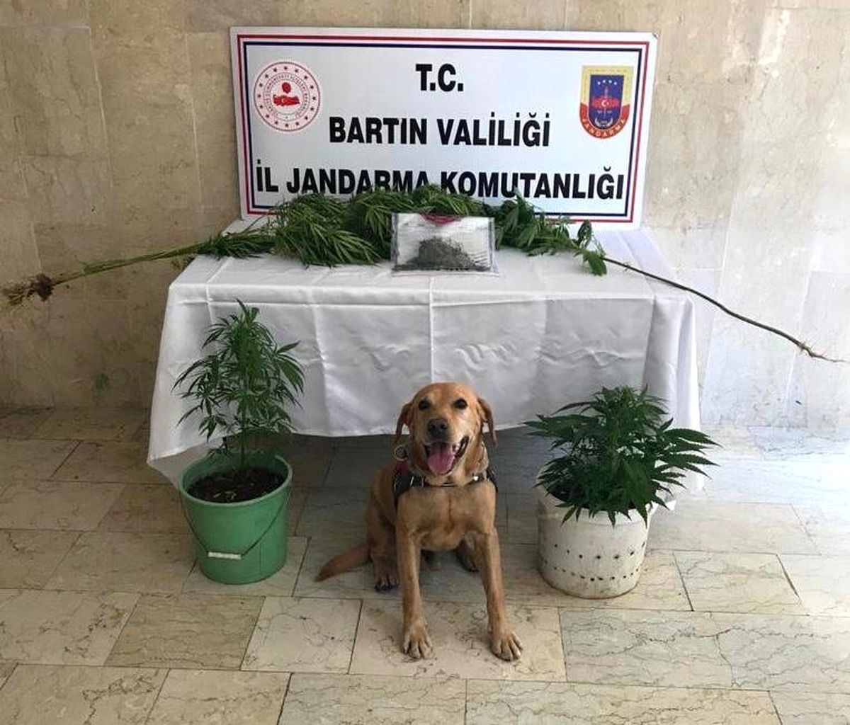 Cesur\'dan uyuşturucuya geçit yok