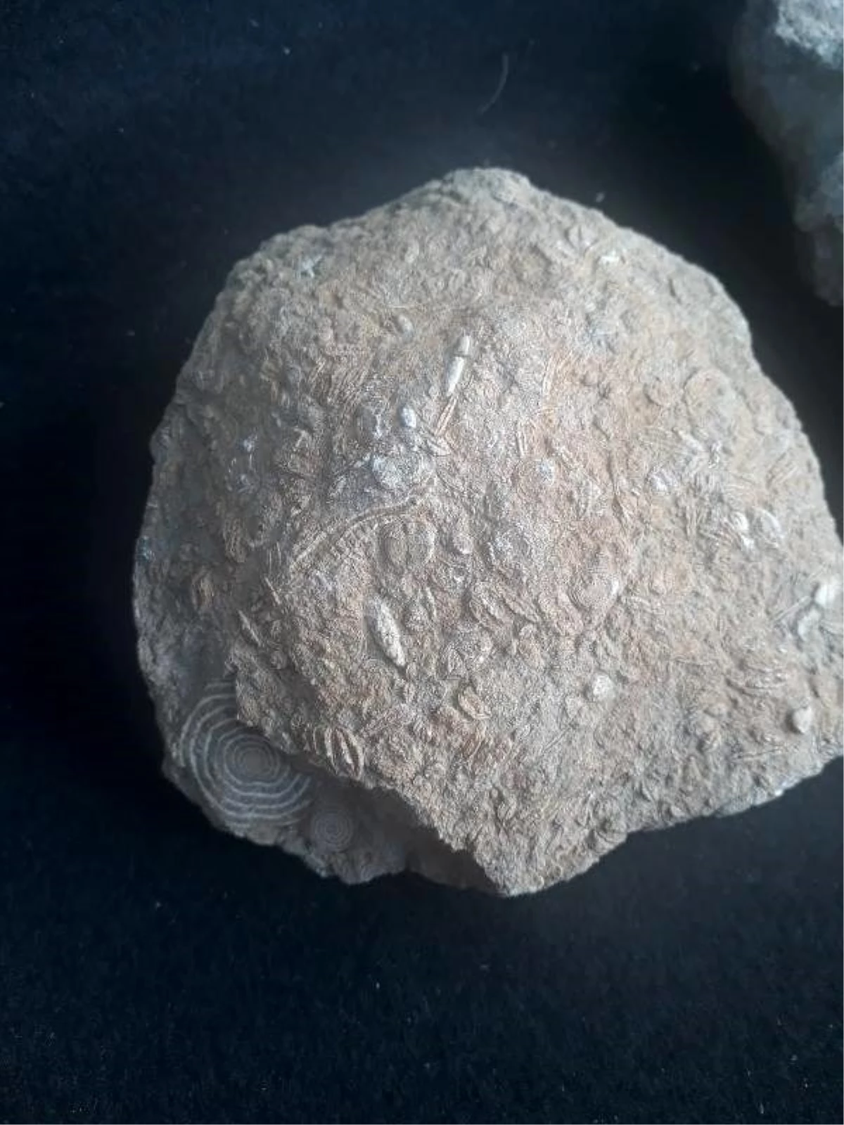 Gabar Dağı\'nda 45 milyon yıllık deniz canlıları fosilleri