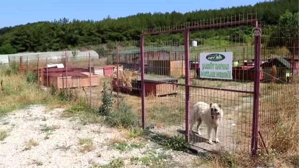 Hasta ve yaşlı köpeklerin gönüllü bakıcısı