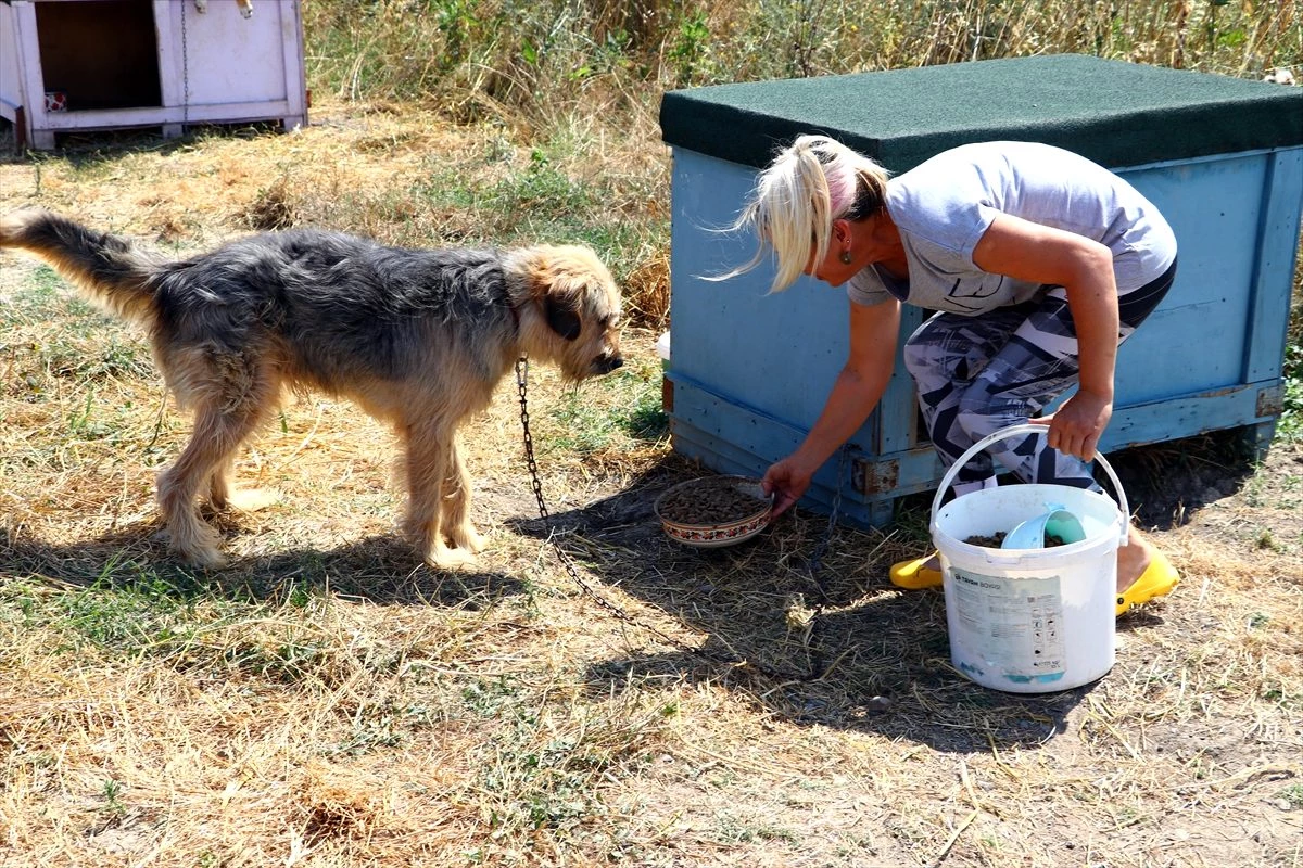 Hasta ve yaşlı köpeklerin gönüllü bakıcısı