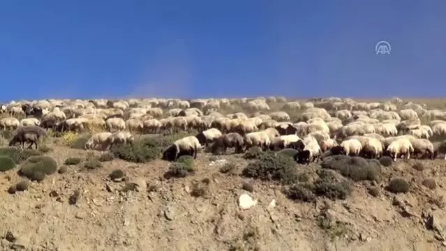 "Köyümüzde mutluyuz, huzuru burada bulduk" - Son Dakika