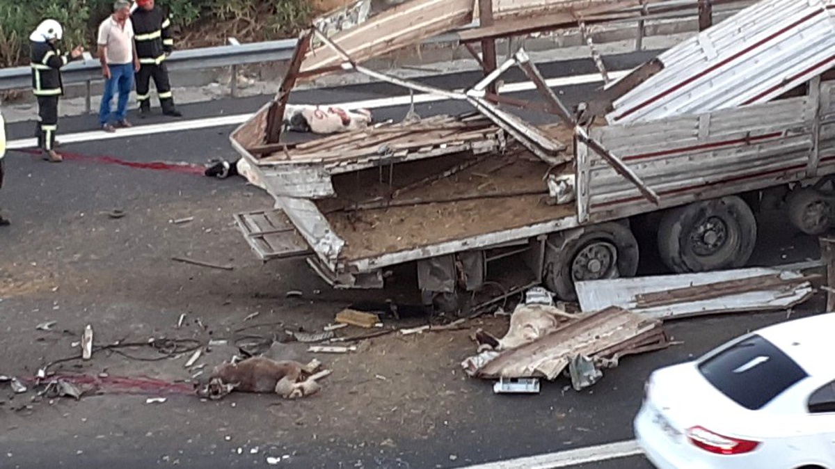 Kurbanlık yüklü tır kaza yaptı: 3 kişi yaralandı, çok sayıda hayvan telef oldu