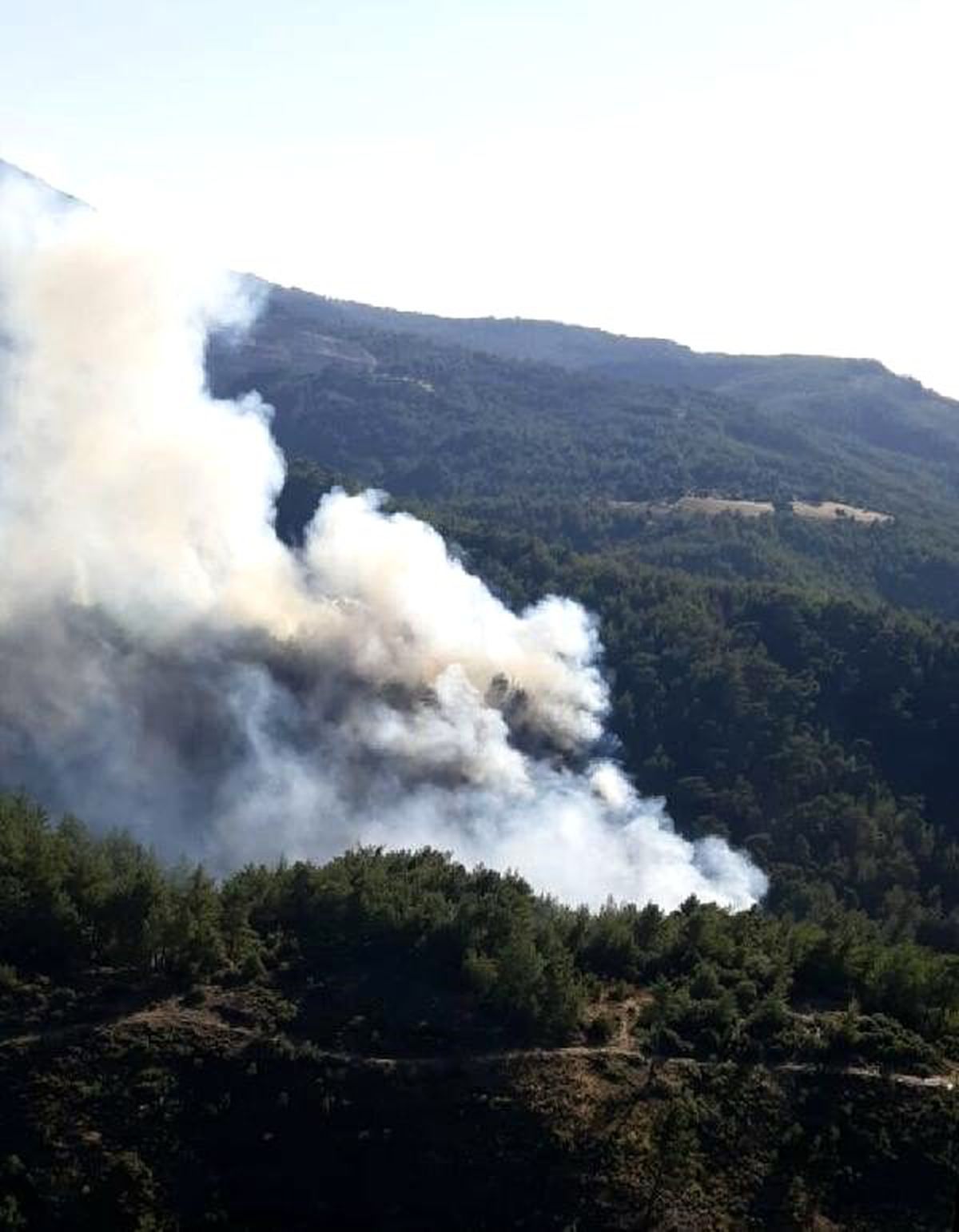 Muğla\'da orman yangını