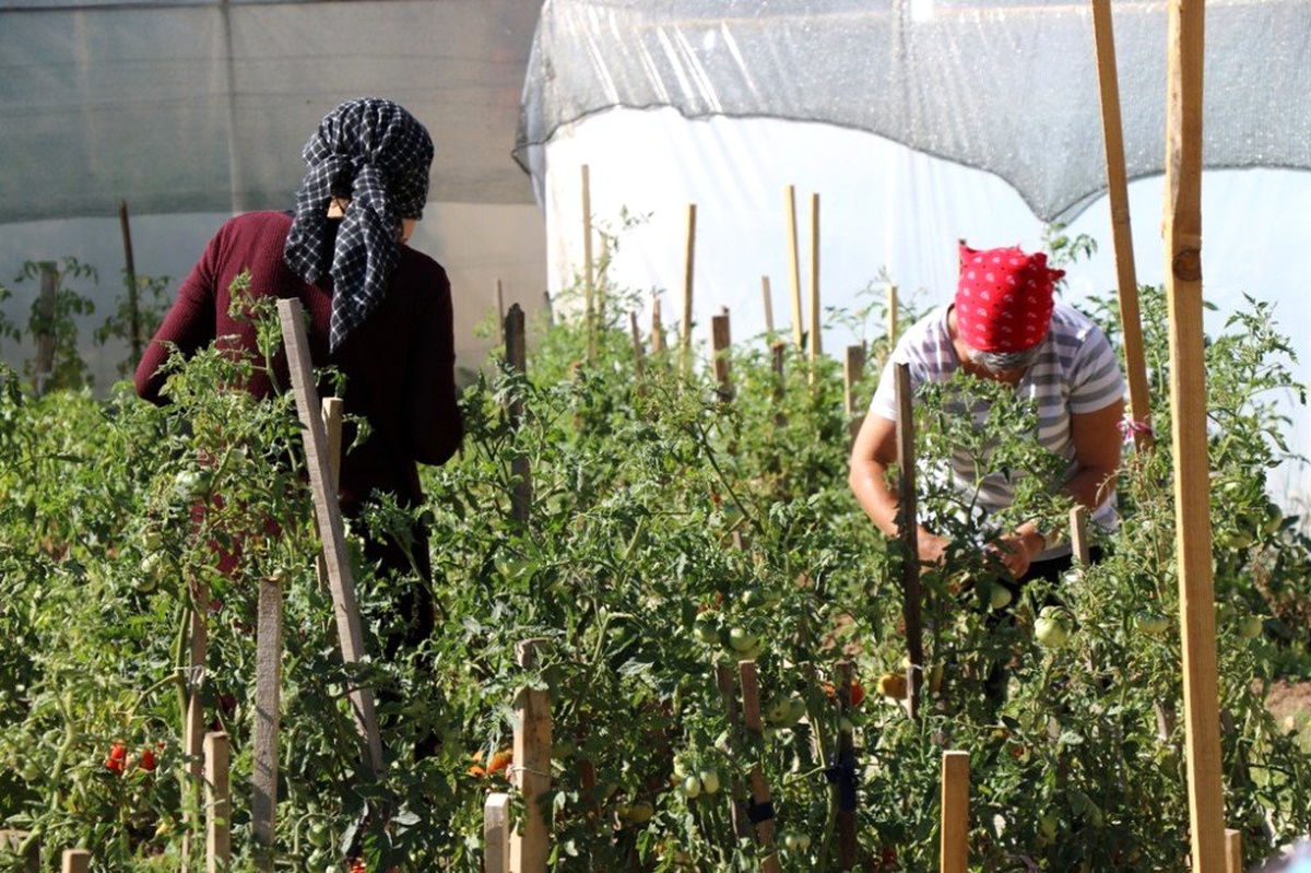 Örtü altı sebze yetiştiriciliği kursiyerleri emeklerinin karşılığını topladı
