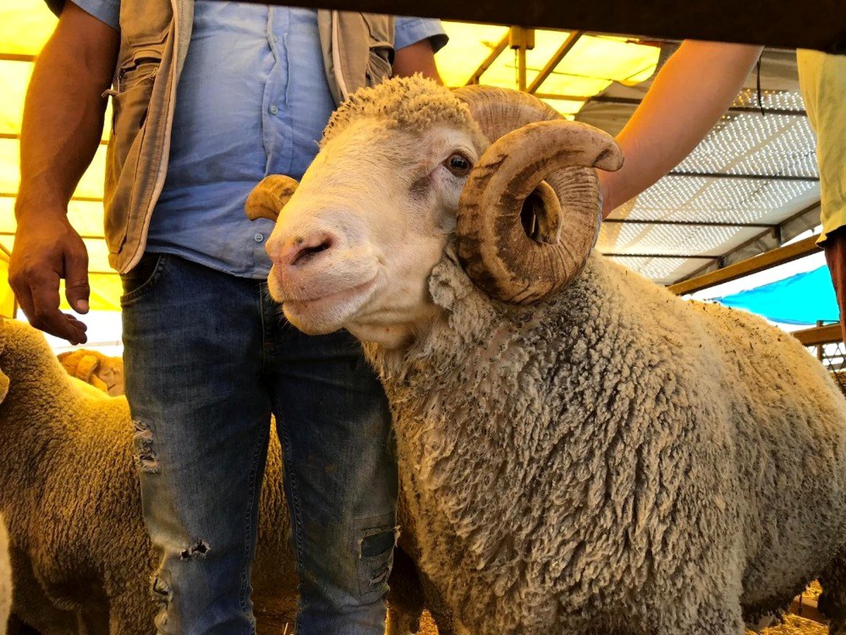 (Özel) Eskişehir\'den büyükşehirlere hayvan satışı