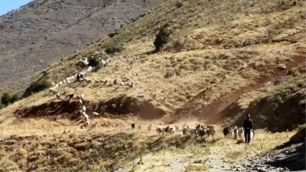 Tarım ve Orman İl Müdürü Macit, sıvatları inceledi