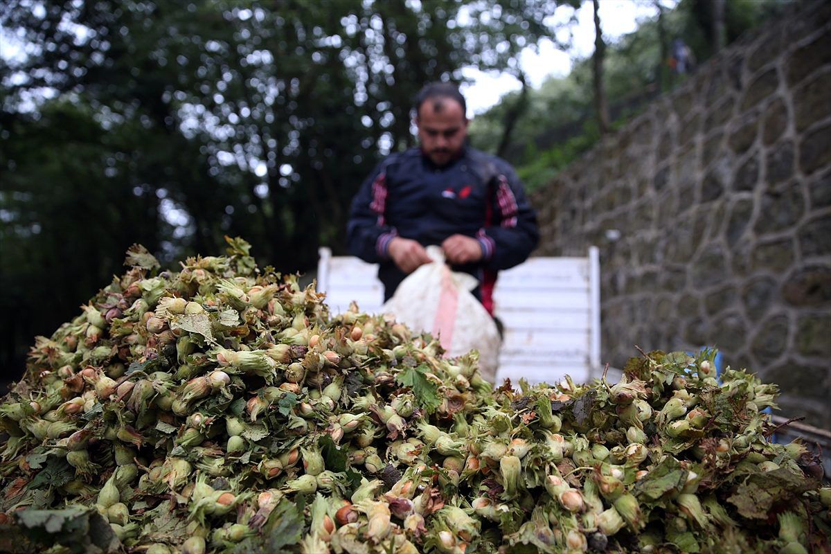 Trabzon\'da fındık üreticisi ve işçisi verimden memnun