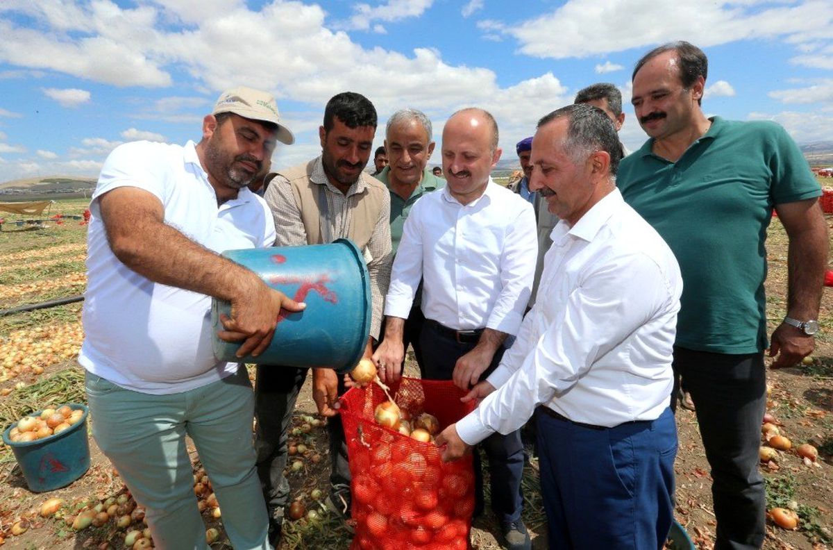 Vali Varol\'dan soğan ve patates hasadı yapılan arazilerde inceleme