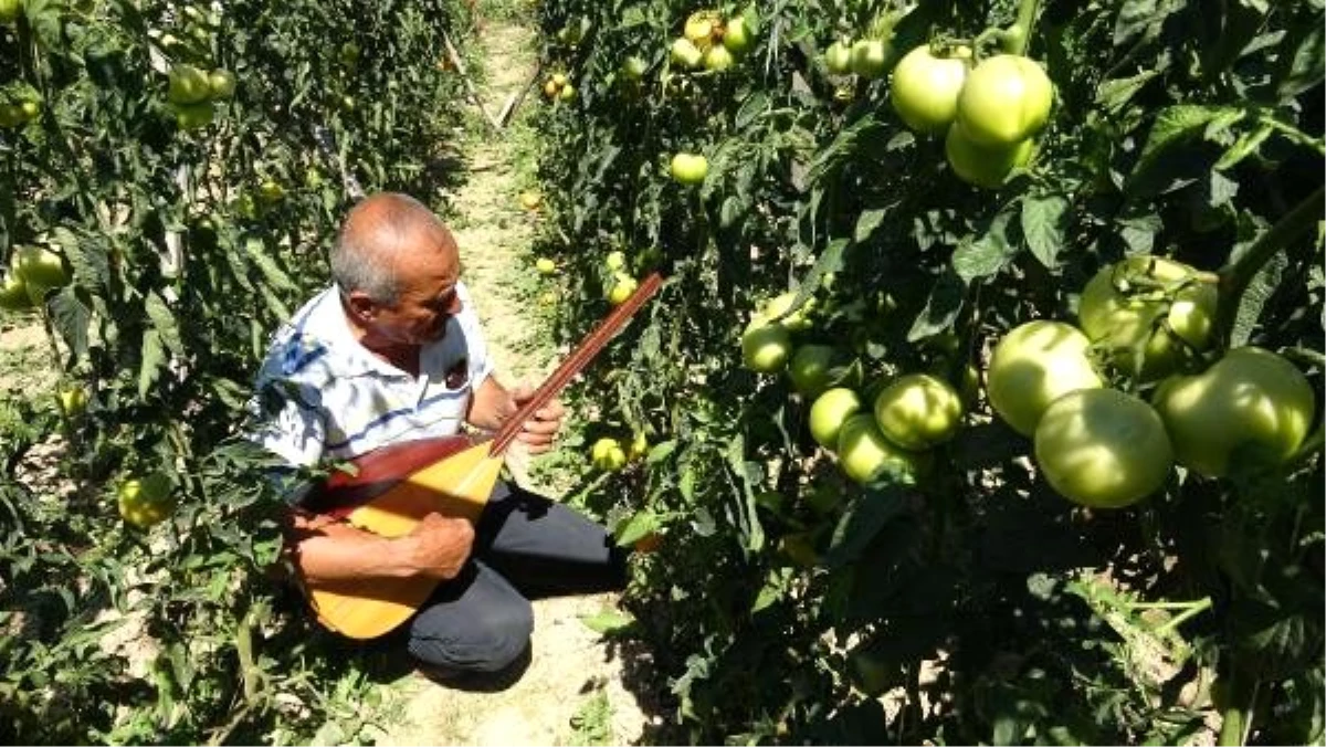 Verimin artması için bahçesinde ve kümesinde saz çalıyor