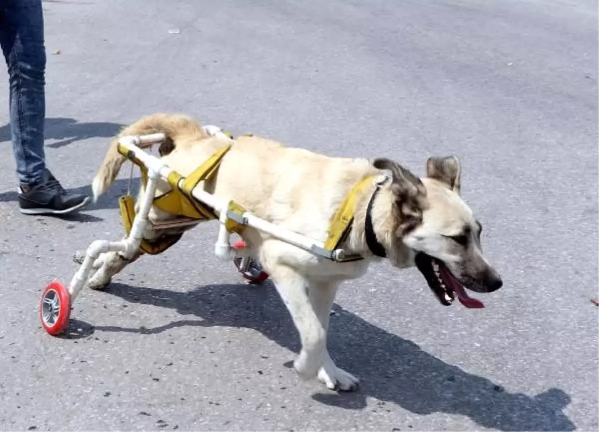 Vurulduktan sonra yürüteç yapılan köpek, hayata tutunamadı