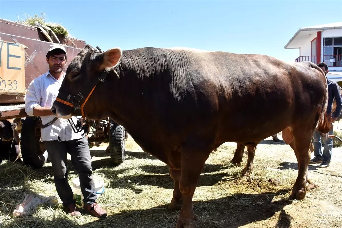 1200 kilogramlık boğa kurban pazarının gözdesi oldu