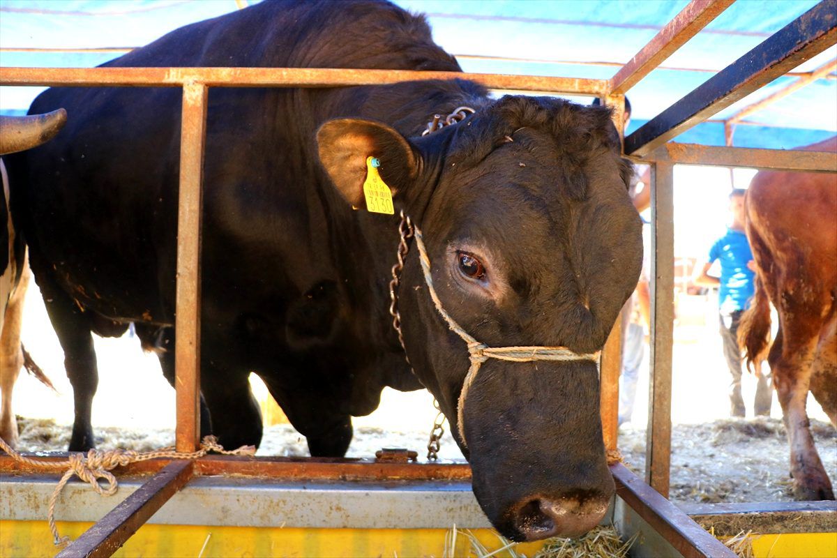 Bir tonluk "Paşa" alıcısını bekliyor