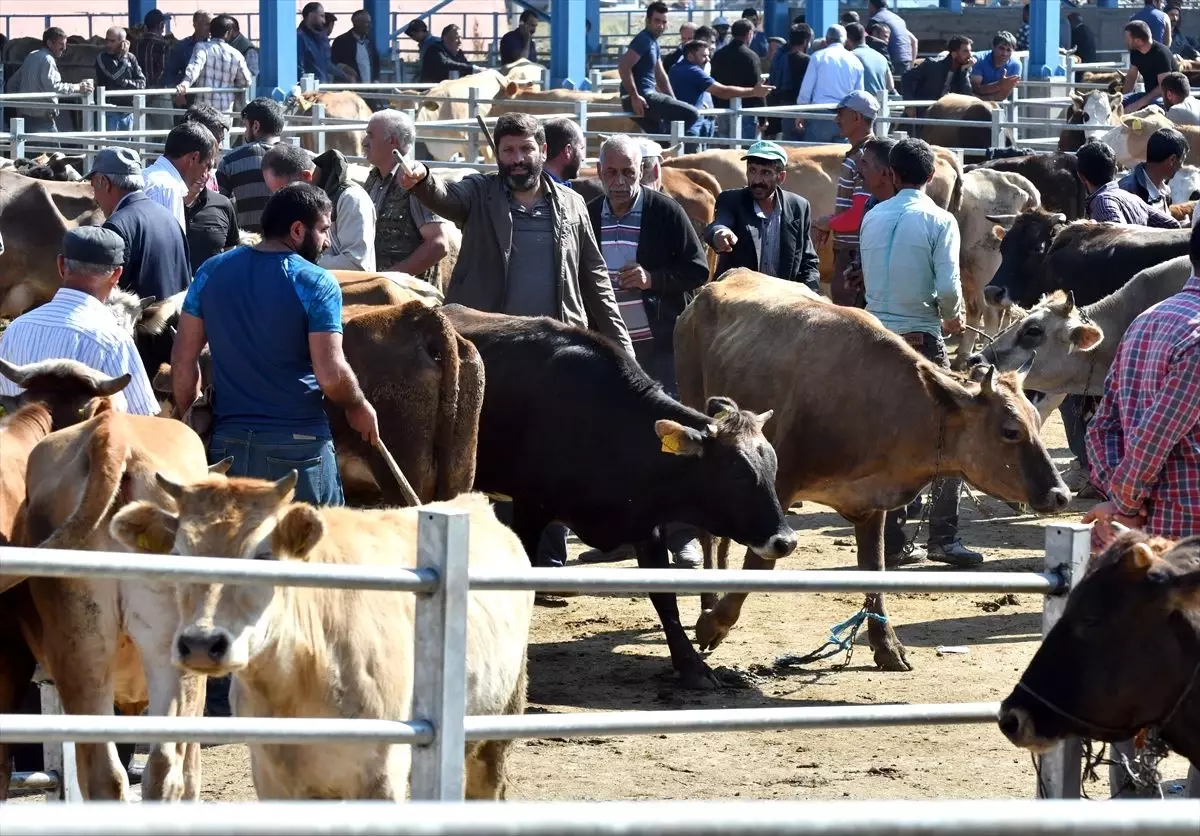 Doğu\'daki hayvan pazarlarında Kurban Bayramı yoğunluğu