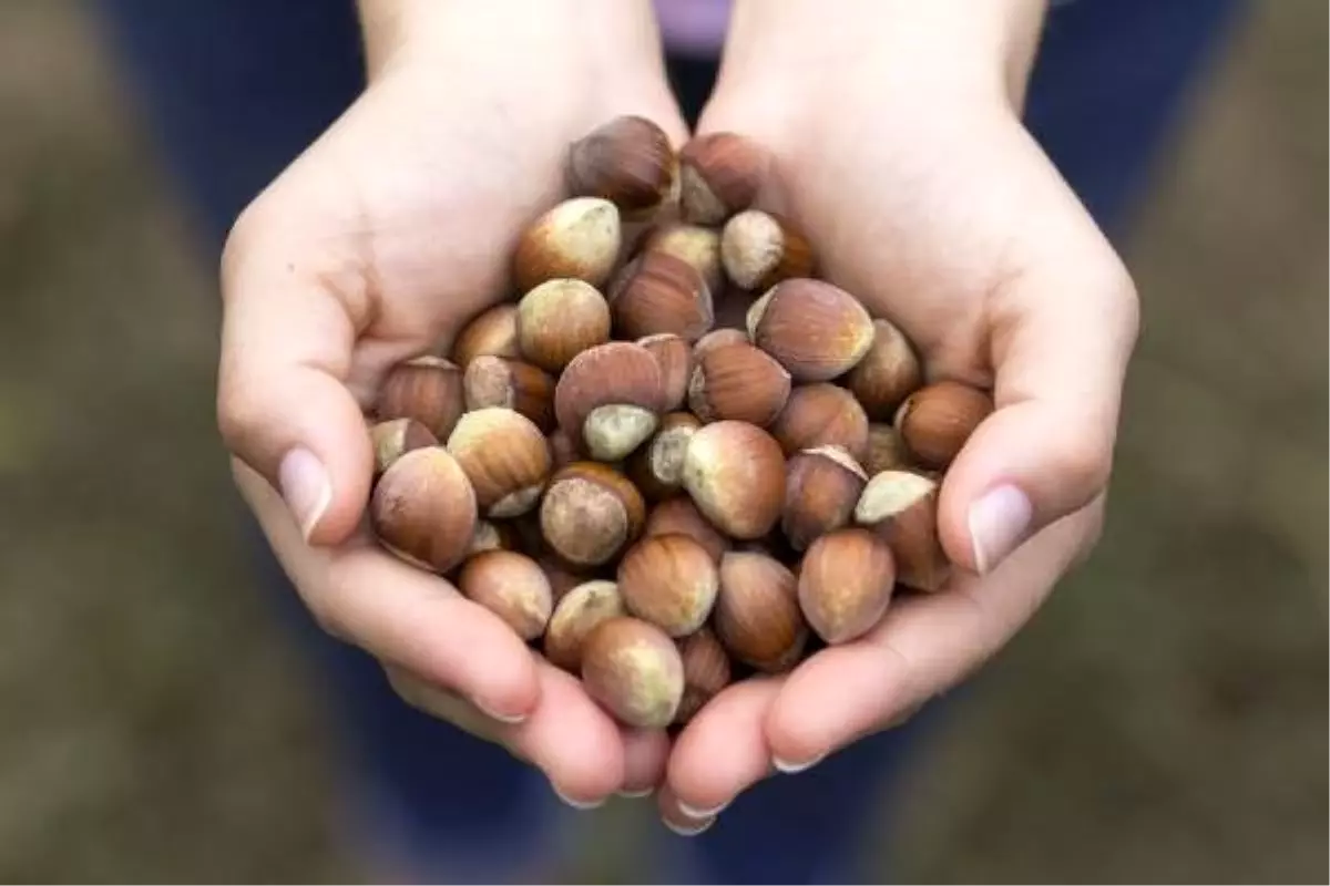 Ferrero: Türkiye 2 milyon ton fındık üretebilir