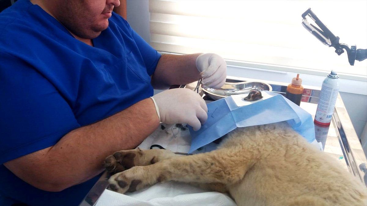 İşkence edilen köpeğe okul bahçesi yuva oldu