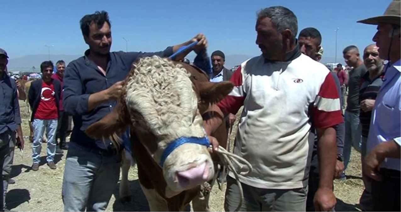 1 buçuk tonluk \'Dadaş boğa\' otomobil fiyatına alıcısını bekliyor