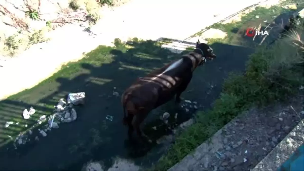 Ataşehir\'de sahibinin elinden kaçan kurbanlık dana zor anlar yaşattı