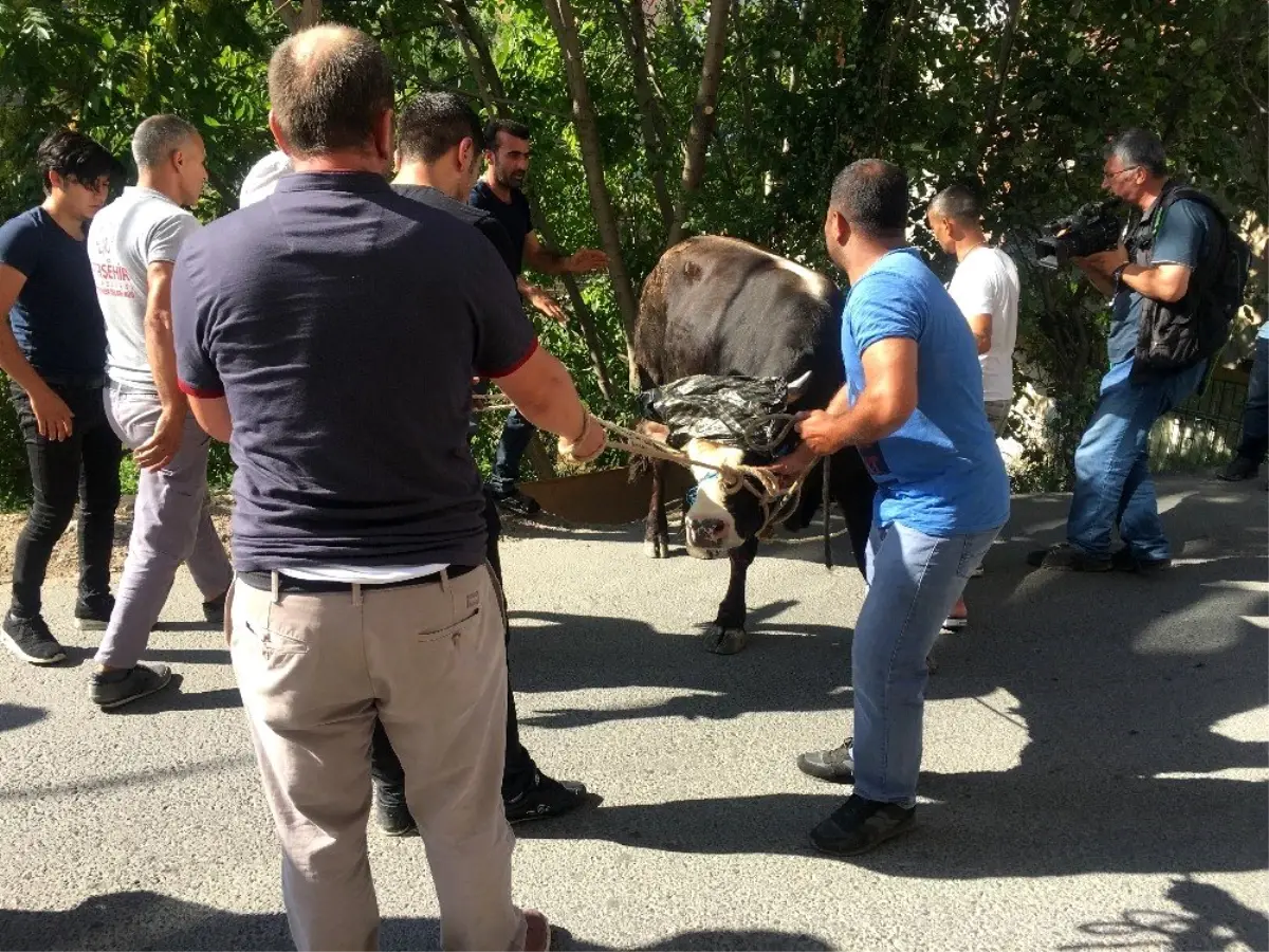 Ataşehir\'de sahibinin elinden kaçan kurbanlık dana zor anlar yaşattı