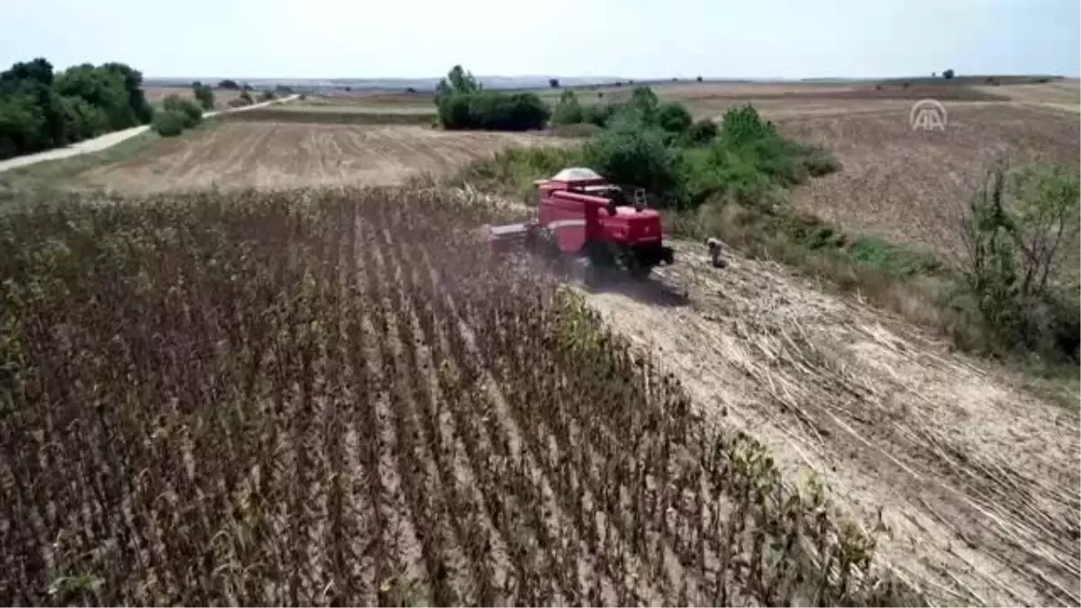 Ayçiçeği tarlalarında hasat zamanı