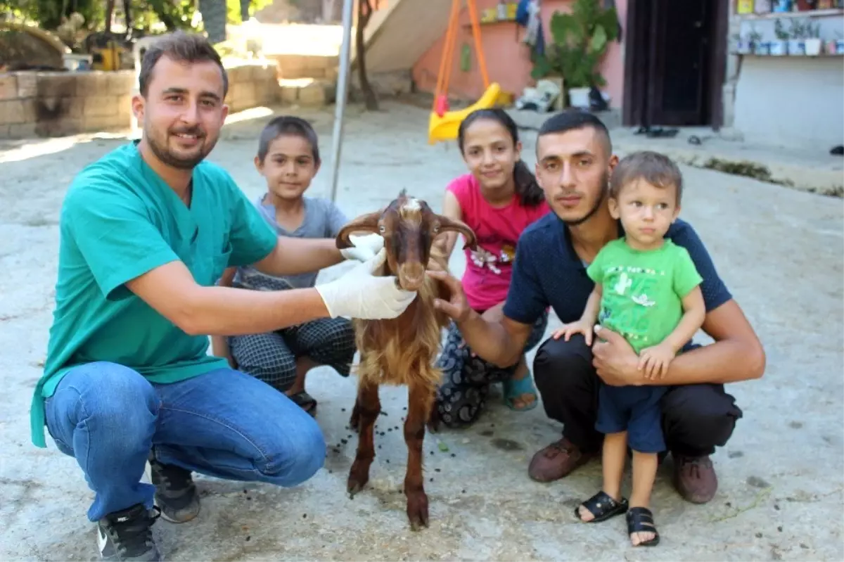 Çift cinsiyetli oğlak şaşırttı