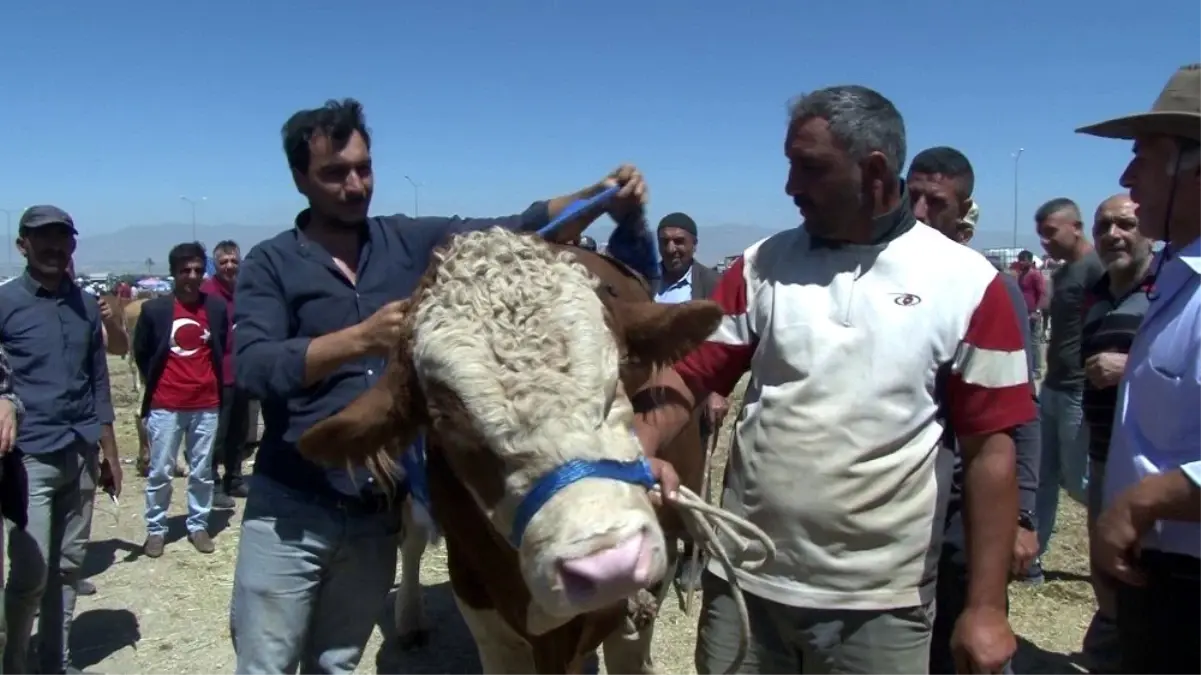 Erzurum\'da kurban pazarının Dadaş boğası göz kamaştırdı