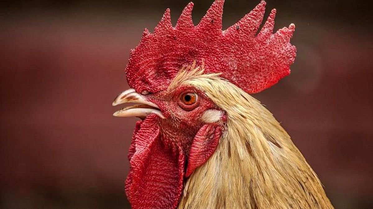 Fransa\'da horozun kafasını dişleriyle koparan adam hakkında dava açılıyor