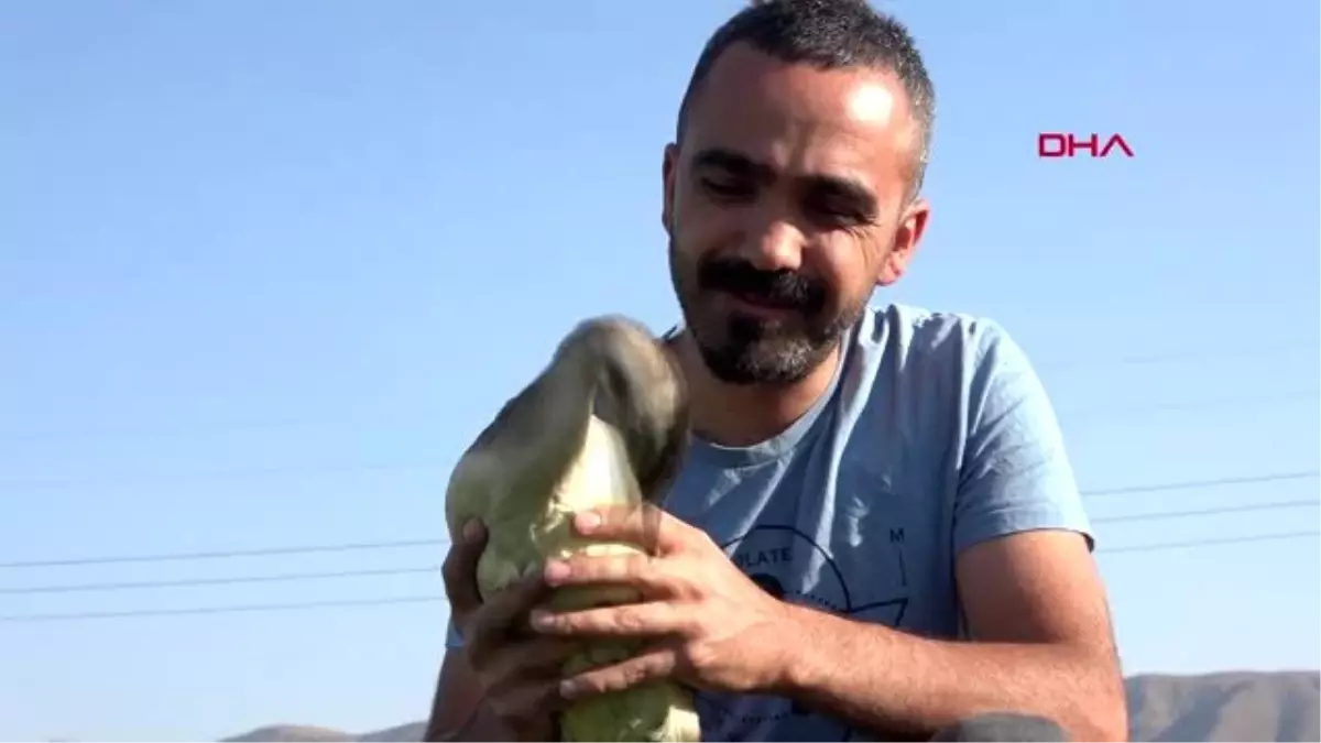 HAKKARİ Yaralı balıkçıl, tedavi sonrası doğaya bırakıldı