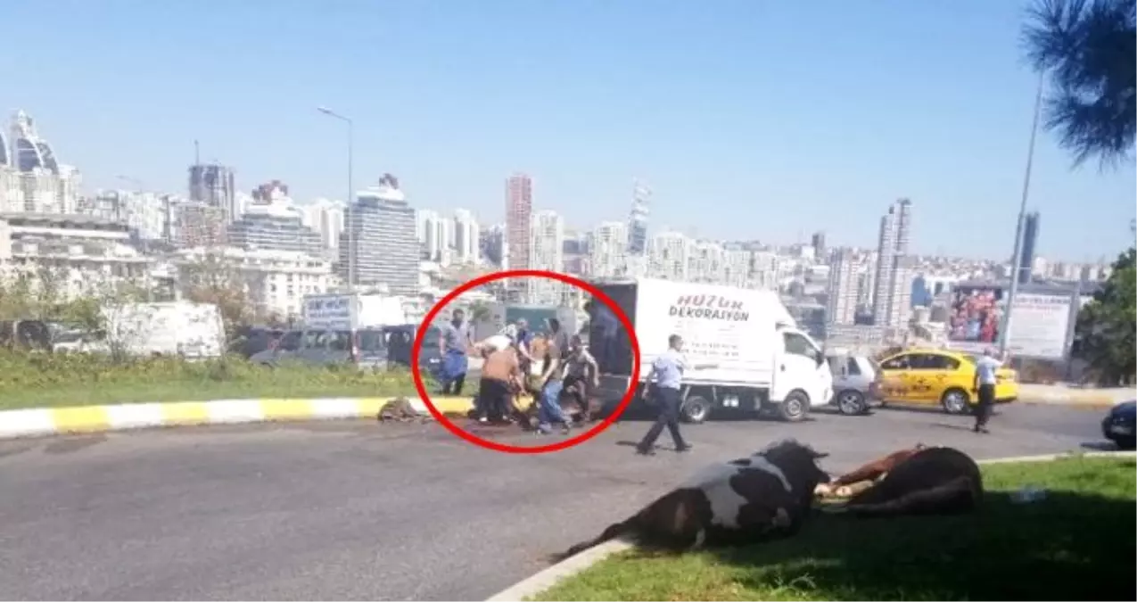 Havasız kalan kurbanlık, telef olmasın diye cadde ortasında kesildi