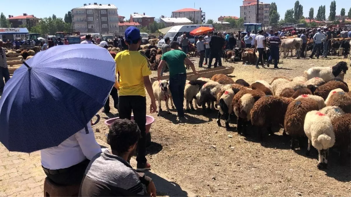 Hayvan pazarında bayram yoğunluğu