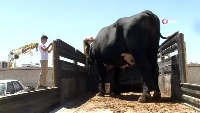 Siyah Inci Gorkemiyle Hayvan Pazarinda Ilgi Odagi Oldu Son Dakika