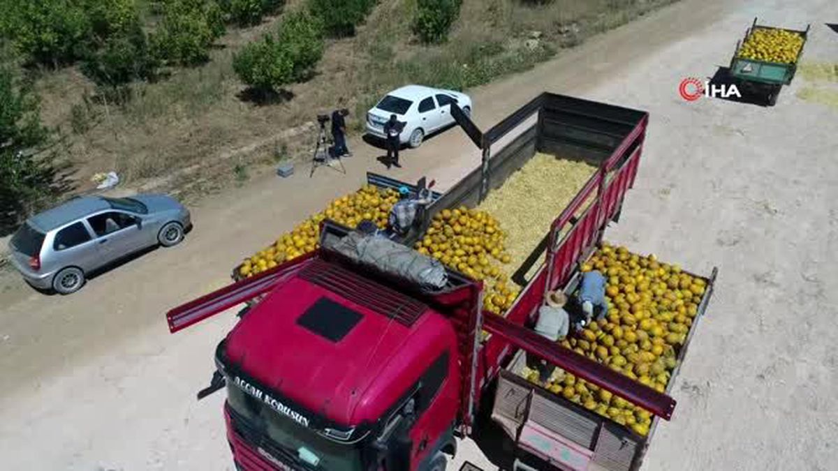 Konya Ovası\'nda kavun hasadı havadan görüntülendi