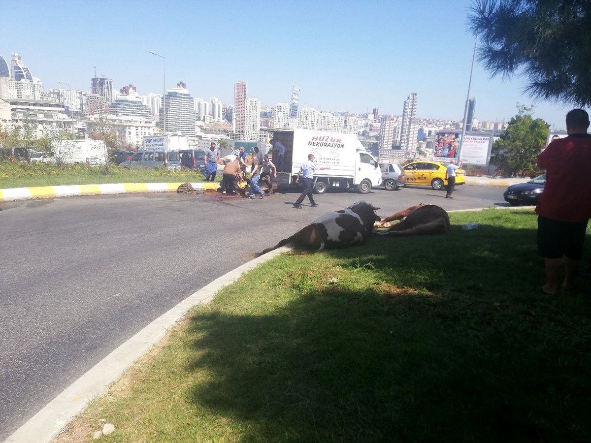 (Özel) Kapalı kasada taşınarak havasız kalan kurbanlık \'telef olmasın\' diye cadde ortasında kesildi