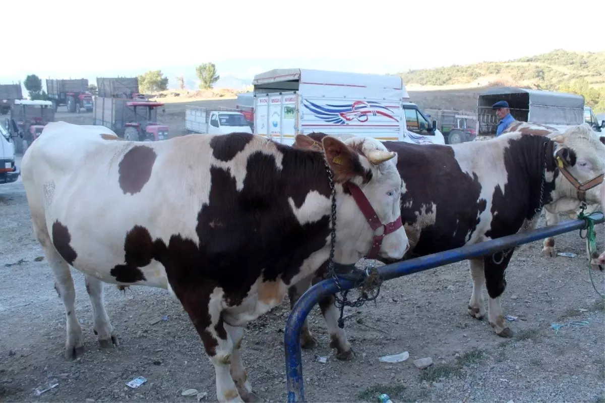 Tosya\'da son kurbanlıklar alıcılarını bekliyor