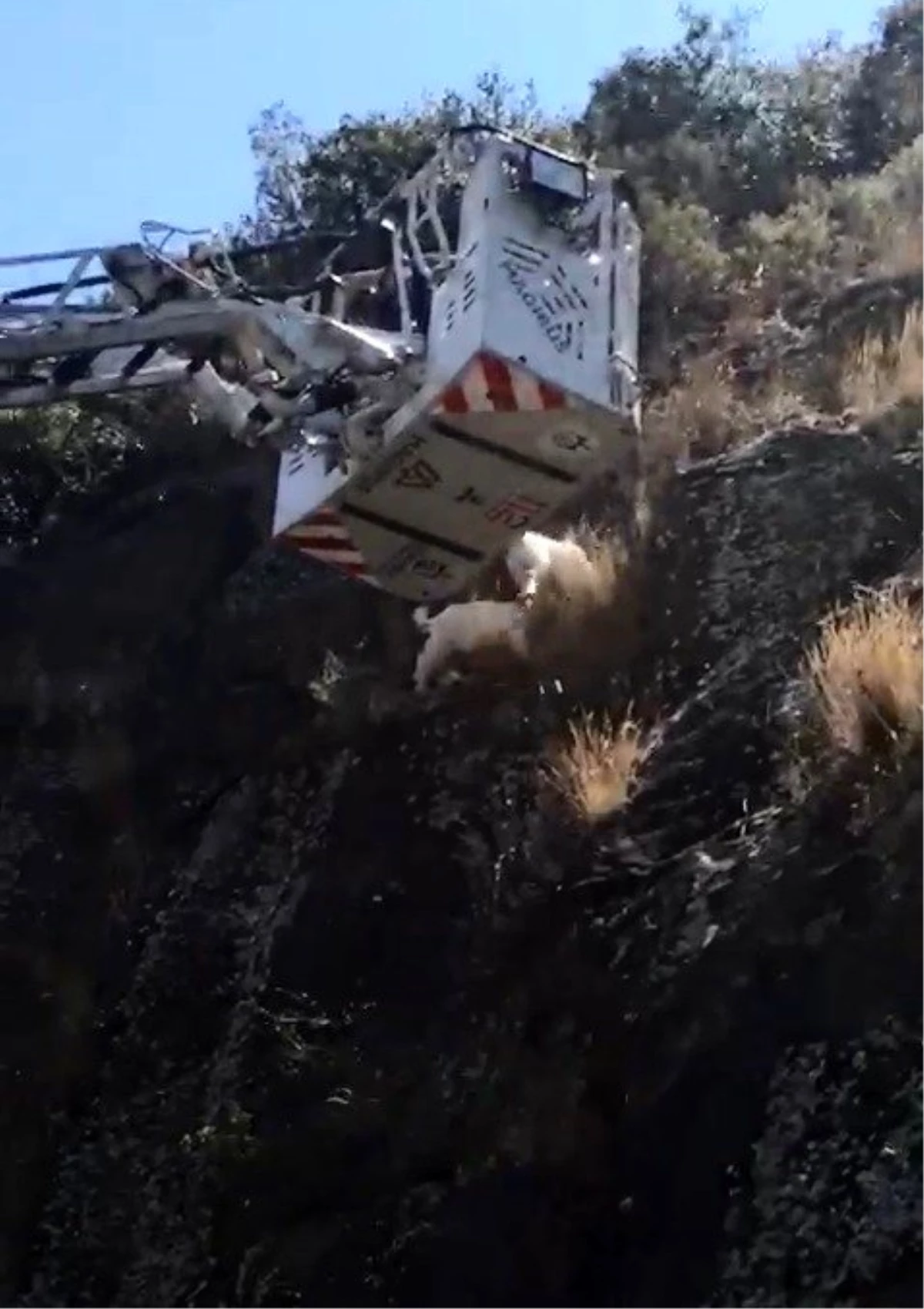 Uçurumda mahsur kalan keçileri itfaiye kurtardı