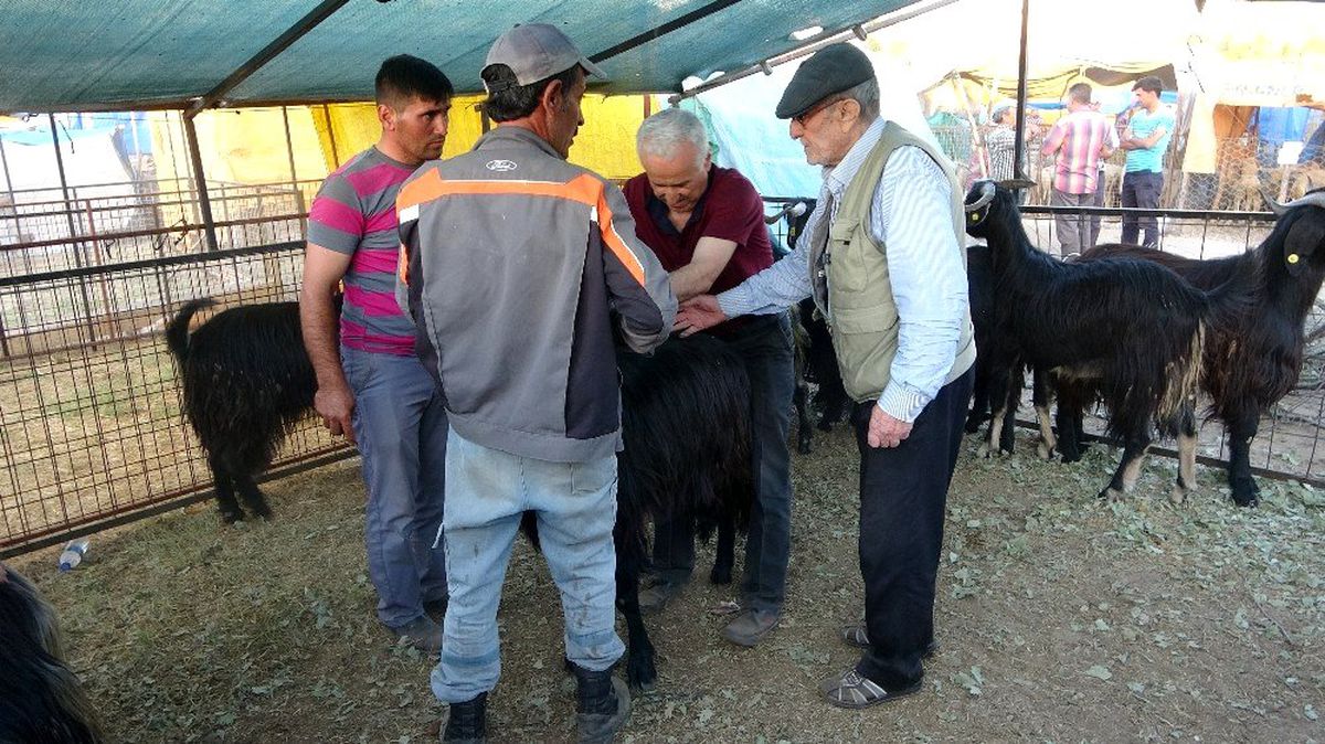 Uşak canlı hayvan pazarında Arife bereketi