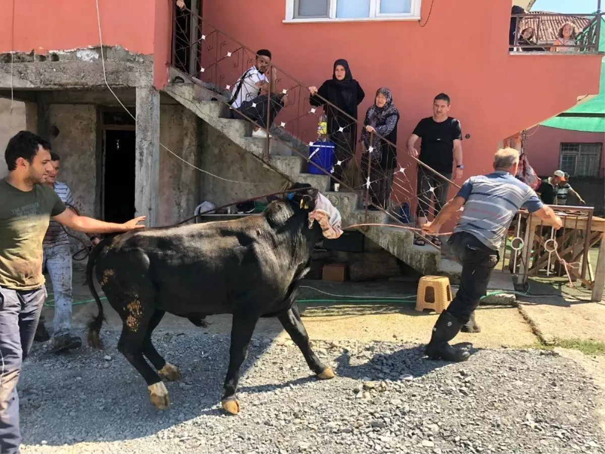 Acemi kasaplar kurban yerine kendilerini kesti