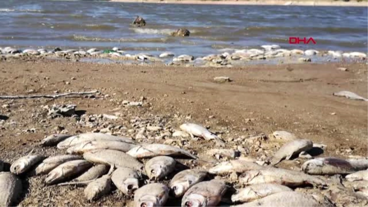 BURSA Boğazköy Barajı\'nda kıyıya vuran ölü balıklar tedirgin etti