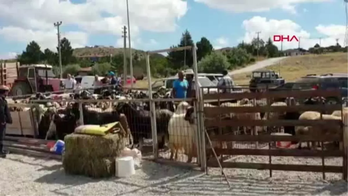 ÇORUM KURBANLIK KOYUN SAHİPLERİNİ PEŞİNDEN KOŞTURDU